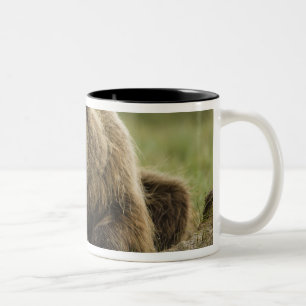 Tasse 2 Couleurs Ours brun, ou Ours grizzly côtier, Ursus