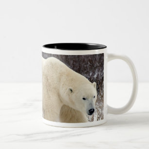 Tasse 2 Couleurs Ours polaire Ursus maritimus) à Churchill