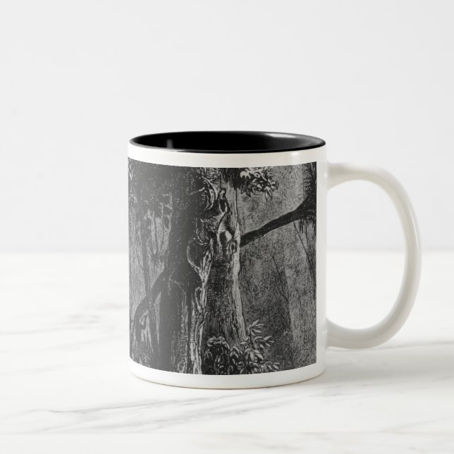 Tasse 2 Couleurs Ouverture de forêt de 'Bresil, Columbie à (Droit)