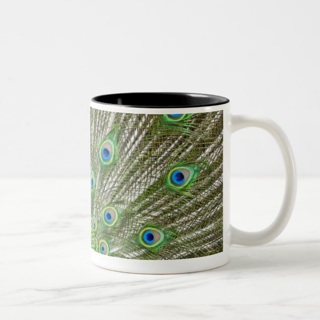 Tasse 2 Couleurs Paon montrant ses plumes (Droit)
