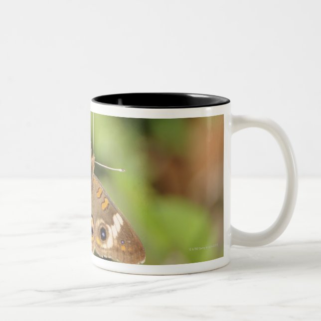 Tasse 2 Couleurs Papillon commun de maronnier américain, Junonia (Droit)