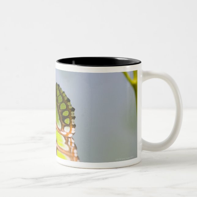 Tasse 2 Couleurs Papillon de malachite sur la feuille (Droit)