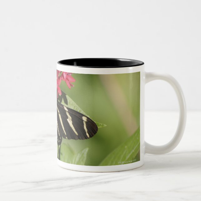 Tasse 2 Couleurs Papillon longwing de zèbre, Heliconius (Droit)