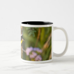 Tasse 2 Couleurs Paruline masquée (Geothlypis trichas) mâle,