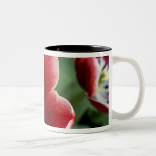Tasse 2 Couleurs Pays-Bas (aussi appelé Hollande), Lisse. Keukenhof