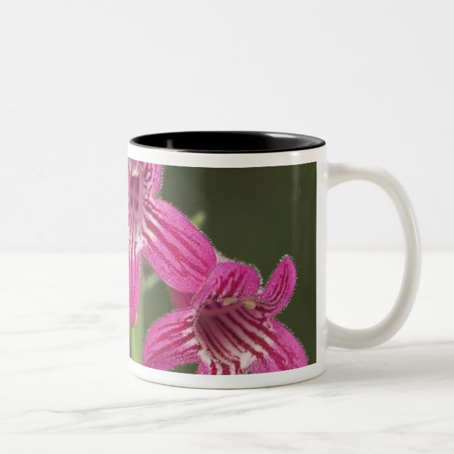 Tasse 2 Couleurs Penstemon écarlate, Penstemon triflorus, (Droit)