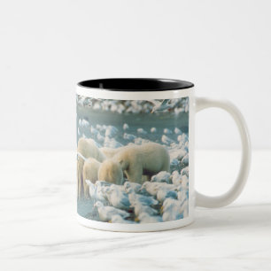 Tasse 2 Couleurs Pente arctique, Alaska. Ours polaires Ursus