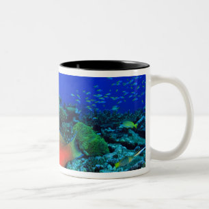 Tasse 2 Couleurs Perroquet à tête de mouton Scarus