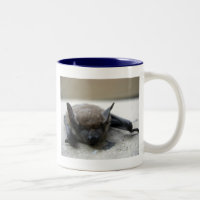 Petite chauve-souris brune (Myotis lucifugus)