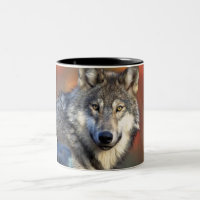 Photographie de loup