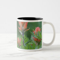 Pinceau indien, Castilleja miniata, Ouray,