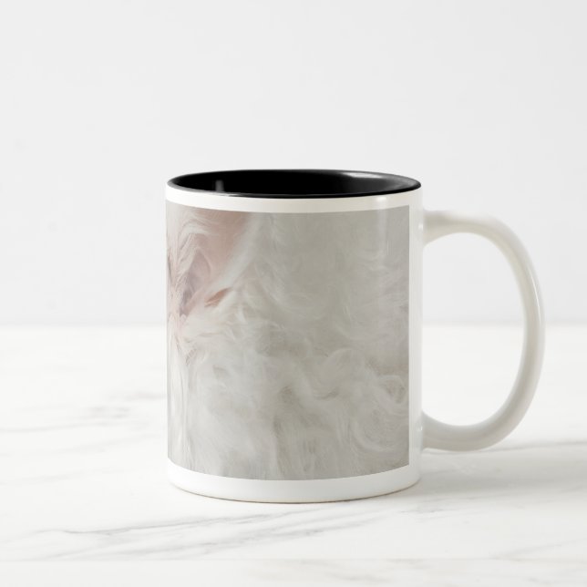 Tasse 2 Couleurs Plan rapproché de Keeshond (10 années) (Droit)