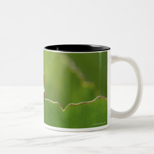 Tasse 2 Couleurs Plan rapproché d'une coccinelle sur une feuille (Droit)