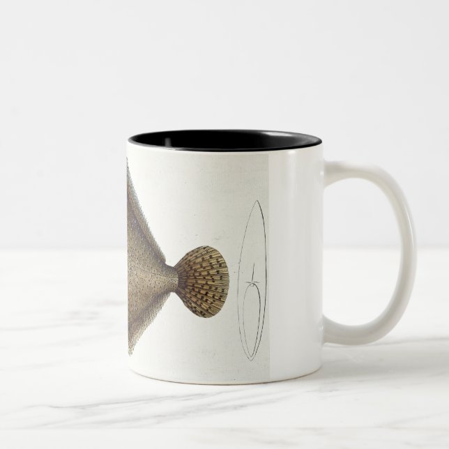 Tasse 2 Couleurs Plat XLIX de turbot (Pleuronectes Maximus) de 'Ich (Droit)