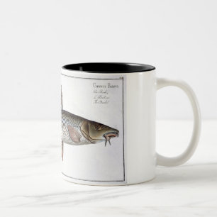 Tasse 2 Couleurs Plat XVIII de Barbel (Cyprinus Barbus) de 'Ichthyo