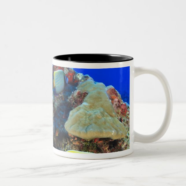 Tasse 2 Couleurs Poisson-ange royal Pygoplites diacanthus), (Droit)