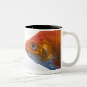 Tasse 2 Couleurs Poisson rouge dans la cuvette sur l'arrière - plan