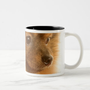 Tasse 2 Couleurs Pomeranian