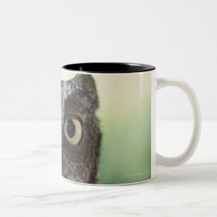Tasse 2 Couleurs Portrait oriental de hibou de cri strident