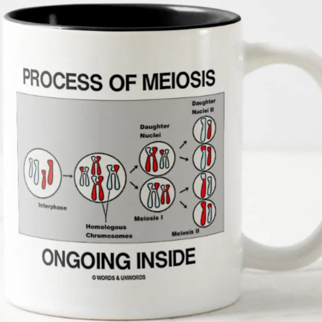 Tasse 2 Couleurs Processus De Méiose En Cours À L'Intérieur (Mug for any biology major, biology teacher, or cell biologist featuring the process of meiosis)