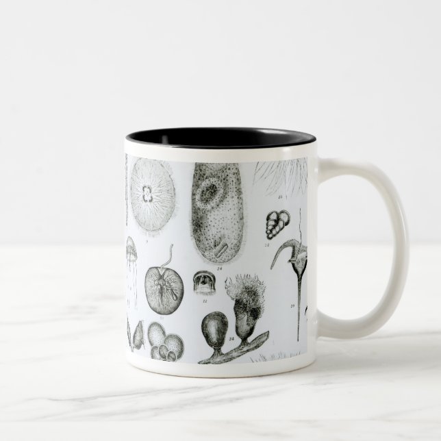 Tasse 2 Couleurs Protozoaires et coelentérés (Droit)