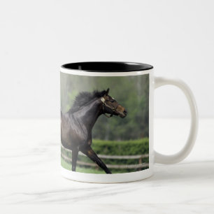 Tasse 2 Couleurs Pur sangs de cheval, Wassl 1988,