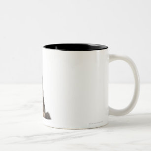 Tasse 2 Couleurs Ragondin du Maine (8 mois)