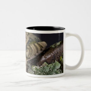 Tasse 2 Couleurs Rainette aux yeux rouges d'Afrique, Leptopelis