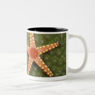 Tasse 2 Couleurs Récifs de nettoyage d'étoile de mer en mangeant