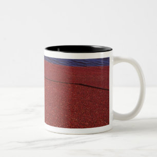 Tasse 2 Couleurs Récolte de canneberges, Middleboro, MA, États-Unis