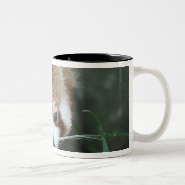 Tasse 2 Couleurs Red Panda, Zoo de Taronga, Sydney, Australie (Droit)