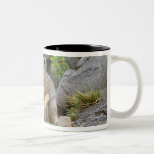Tasse 2 Couleurs Renard gris d'Amérique du Sud (Lycalopex griseus)