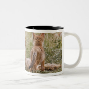 Tasse 2 Couleurs Renard swift (Vulpes velox) femelle avec des jeune