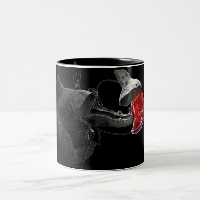 Tasse 2 Couleurs Rendu 3d artistique de la rate (Centre)