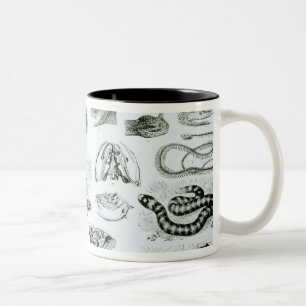 Tasse 2 Couleurs Reptiles, serpents et lézards