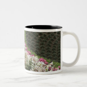 Tasse 2 Couleurs Rhododendron (Rhododendron catawbiense) Lande