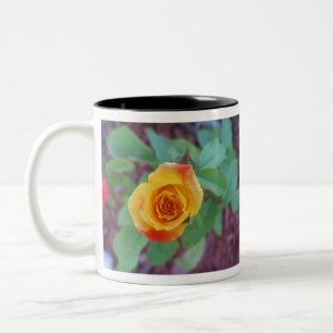 Tasse 2 Couleurs Rose jaune orangé avec rosée matinale