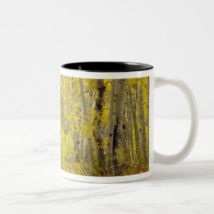 Tasse 2 Couleurs Route avec couleurs d'automne et trembles dans Keb