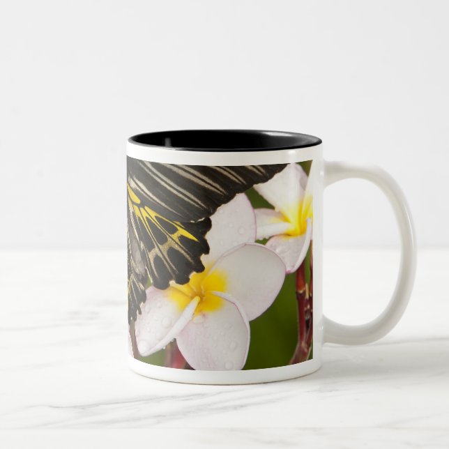 Tasse 2 Couleurs SE Asie, Thaïlande, Khon Kaen (Droit)