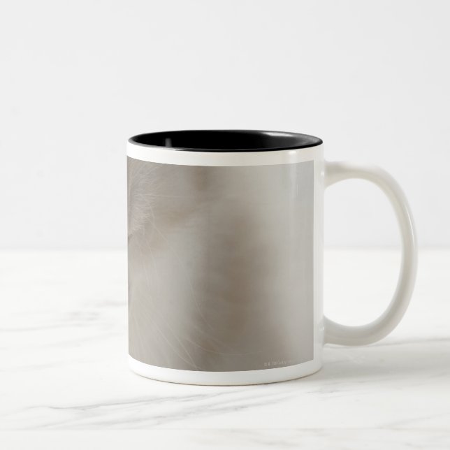 Tasse 2 Couleurs Sommeil fatigué de chaton (Droit)