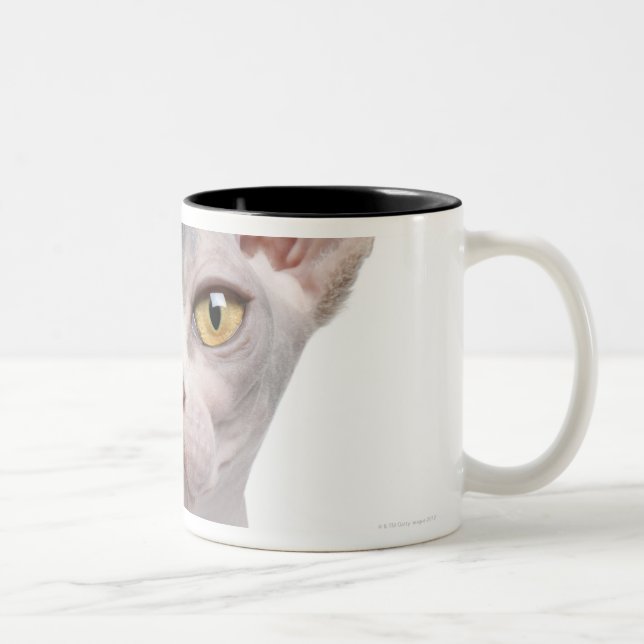 Tasse 2 Couleurs Sphynx (7 mois) (Droit)