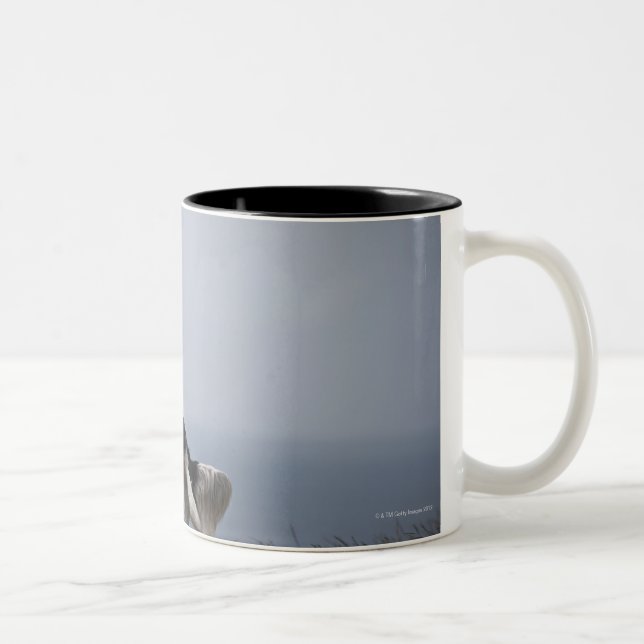 Tasse 2 Couleurs springer spaniel noir et blanc jouant avec (Droit)