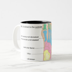 Tasse 2 Couleurs Structure du pied humain