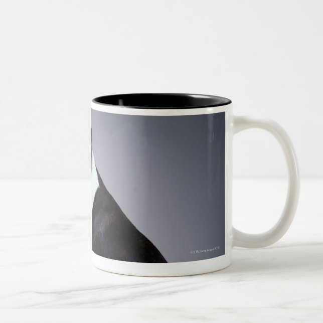 Tasse 2 Couleurs Terriers espiègles de Boston (Droit)