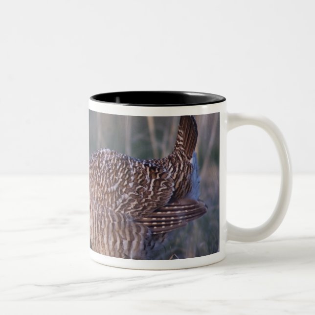 Tasse 2 Couleurs Tétras des prairies, Tympanuchus (Droit)