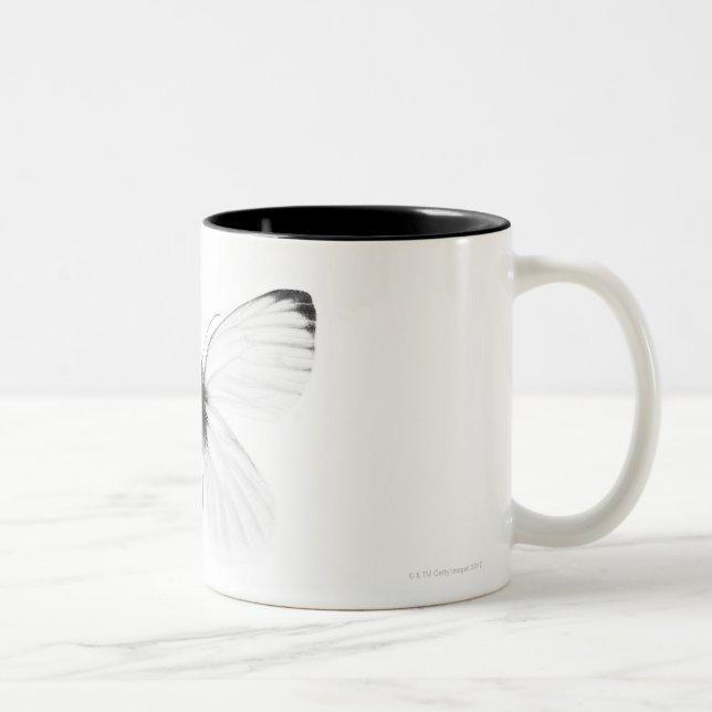 Tasse 2 Couleurs Tir de studio de papillon blanc pointu-veiné (Droit)