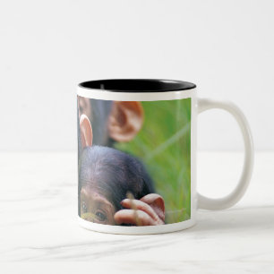 Tasse 2 Couleurs Trois jeunes chimpanzés (troglodytes de casserole)