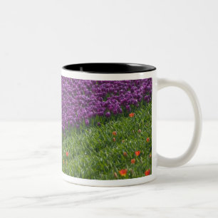 Tasse 2 Couleurs Tulipes dans les jardins de Keukenhof, Amsterdam,