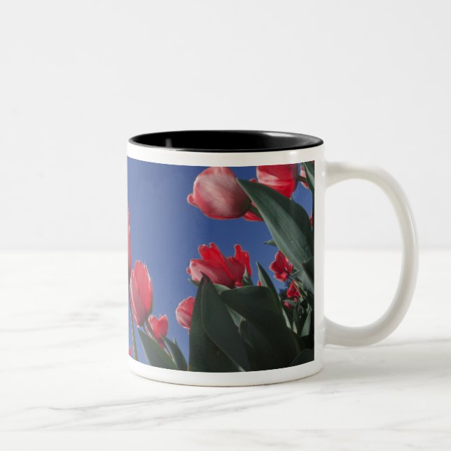 Tasse 2 Couleurs Tulipes rouges sous un angle très bas, Cincinnati, (Droit)