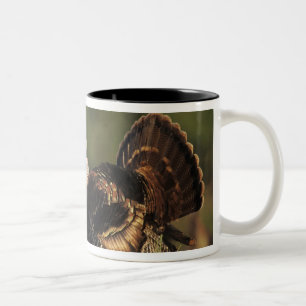 Tasse 2 Couleurs Turquie sauvage, Meleagris gallopavo, mâles